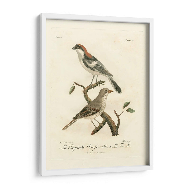 Antiguos Pájaros Franceses Ii - de Langlois | Cuadro decorativo de Canvas Lab