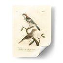 Antiguos Pájaros Franceses Ii - de Langlois | Cuadro decorativo de Canvas Lab