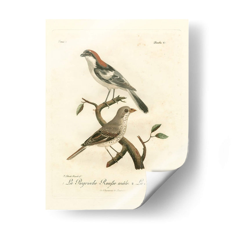 Antiguos Pájaros Franceses Ii - de Langlois | Cuadro decorativo de Canvas Lab