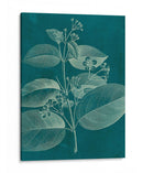 Botánica Moderna Ii - Vision Studio | Cuadro decorativo de Canvas Lab