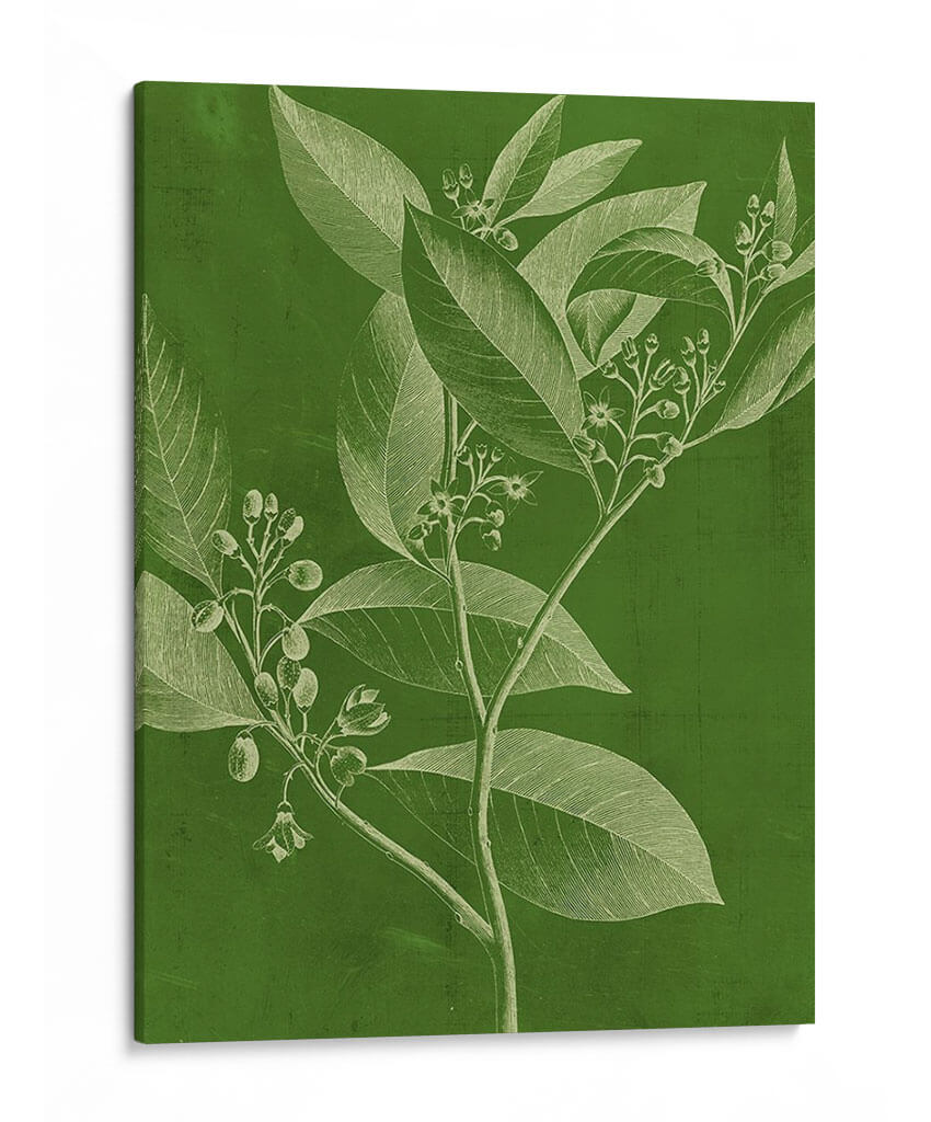 Botánica Moderna Iv - Vision Studio | Cuadro decorativo de Canvas Lab