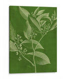 Botánica Moderna Iv - Vision Studio | Cuadro decorativo de Canvas Lab