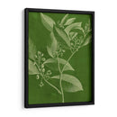 Botánica Moderna Iv - Vision Studio | Cuadro decorativo de Canvas Lab