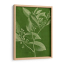 Botánica Moderna Iv - Vision Studio | Cuadro decorativo de Canvas Lab