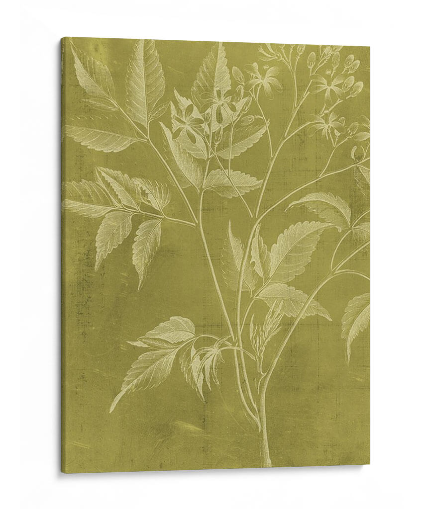 Botánica Moderna V - Vision Studio | Cuadro decorativo de Canvas Lab