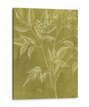 Botánica Moderna V - Vision Studio | Cuadro decorativo de Canvas Lab