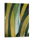 Agave Variegated I - Rachel Perry | Cuadro decorativo de Canvas Lab