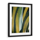 Agave Variegated I - Rachel Perry | Cuadro decorativo de Canvas Lab
