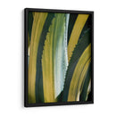 Agave Variegated I - Rachel Perry | Cuadro decorativo de Canvas Lab