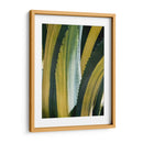 Agave Variegated I - Rachel Perry | Cuadro decorativo de Canvas Lab