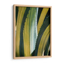 Agave Variegated I - Rachel Perry | Cuadro decorativo de Canvas Lab