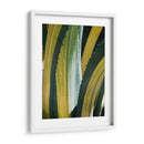 Agave Variegated I - Rachel Perry | Cuadro decorativo de Canvas Lab