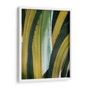 Agave Variegated I - Rachel Perry | Cuadro decorativo de Canvas Lab