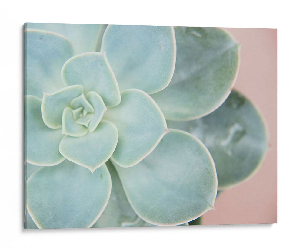 Suculento Brillo Iv - Jason Johnson | Cuadro decorativo de Canvas Lab