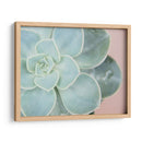 Suculento Brillo Iv - Jason Johnson | Cuadro decorativo de Canvas Lab