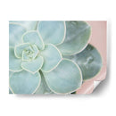 Suculento Brillo Iv - Jason Johnson | Cuadro decorativo de Canvas Lab