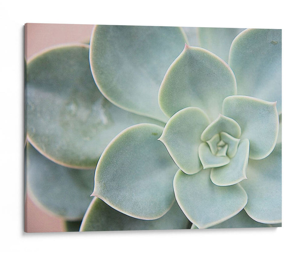 Suculento Brillo Iii - Jason Johnson | Cuadro decorativo de Canvas Lab