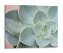 Suculento Brillo Iii - Jason Johnson | Cuadro decorativo de Canvas Lab