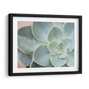 Suculento Brillo Iii - Jason Johnson | Cuadro decorativo de Canvas Lab