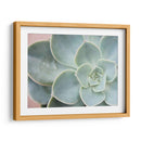 Suculento Brillo Iii - Jason Johnson | Cuadro decorativo de Canvas Lab