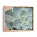 Suculento Brillo Iii - Jason Johnson | Cuadro decorativo de Canvas Lab