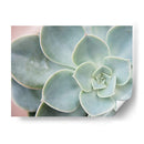 Suculento Brillo Iii - Jason Johnson | Cuadro decorativo de Canvas Lab