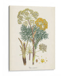 Saffron Botanicals I | Cuadro decorativo de Canvas Lab