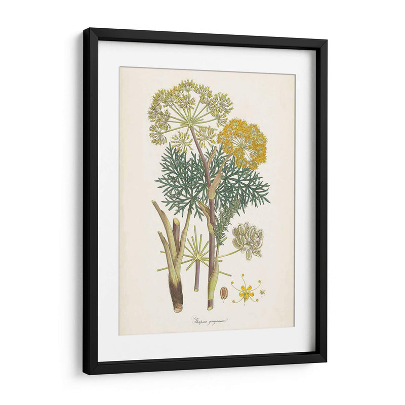 Saffron Botanicals I | Cuadro decorativo de Canvas Lab