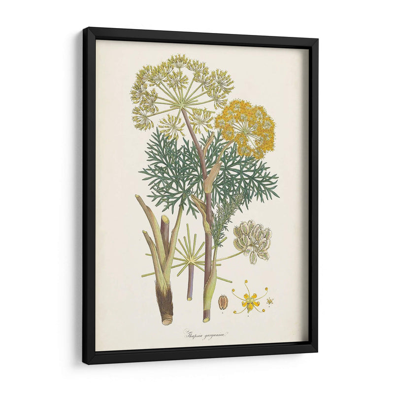 Saffron Botanicals I | Cuadro decorativo de Canvas Lab