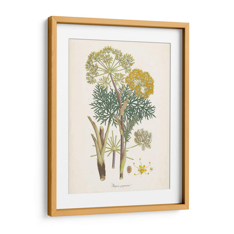 Saffron Botanicals I | Cuadro decorativo de Canvas Lab