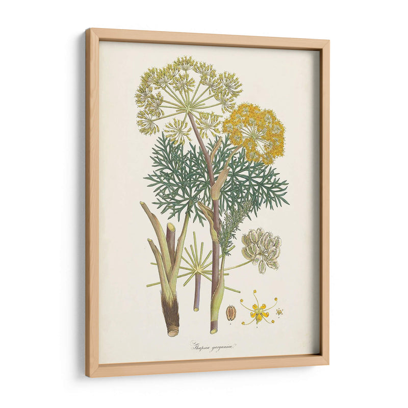 Saffron Botanicals I | Cuadro decorativo de Canvas Lab