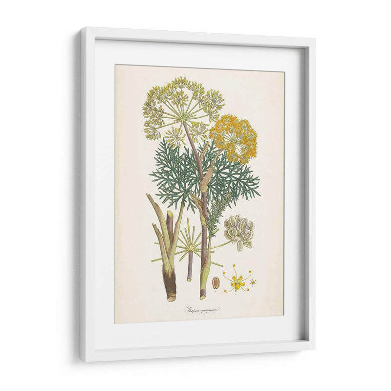 Saffron Botanicals I | Cuadro decorativo de Canvas Lab