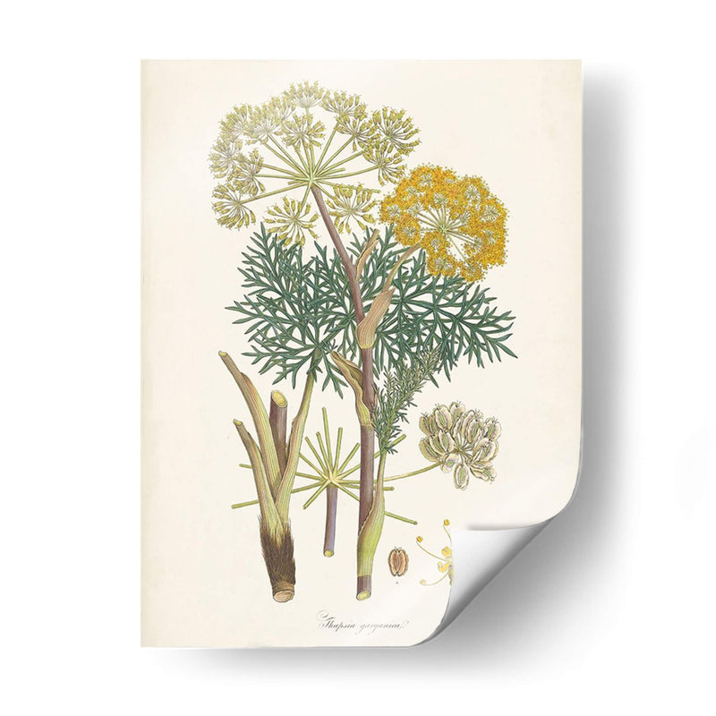 Saffron Botanicals I | Cuadro decorativo de Canvas Lab