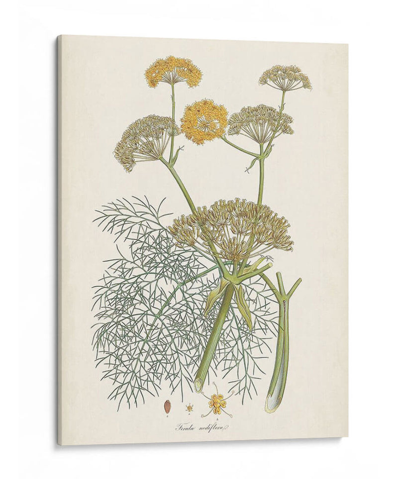 Azafrán Botanicals Ii | Cuadro decorativo de Canvas Lab