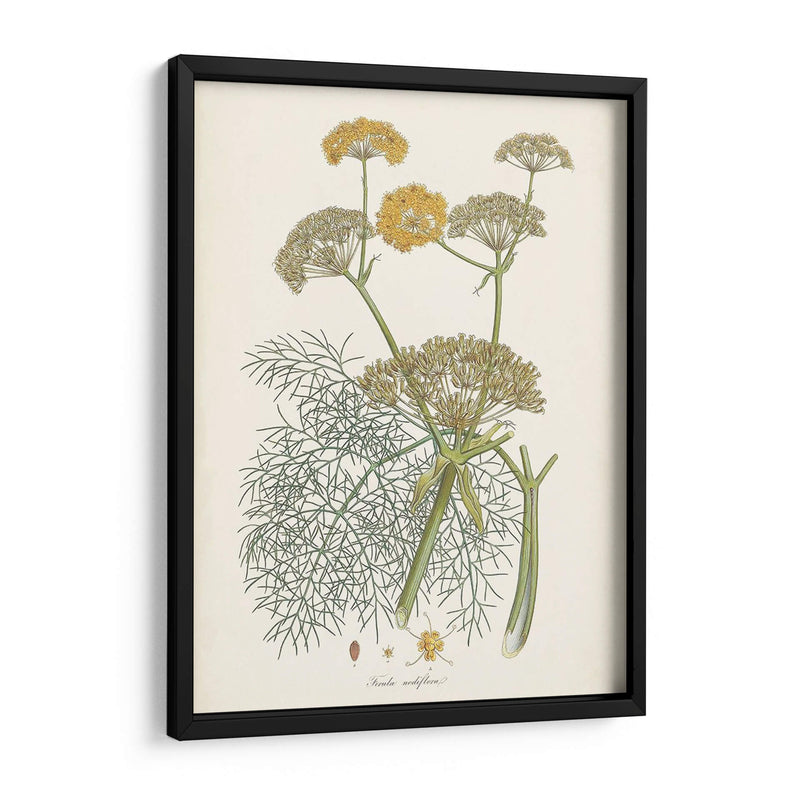 Azafrán Botanicals Ii | Cuadro decorativo de Canvas Lab