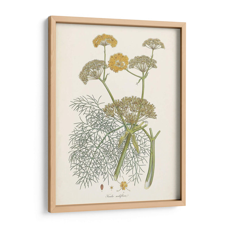 Azafrán Botanicals Ii | Cuadro decorativo de Canvas Lab