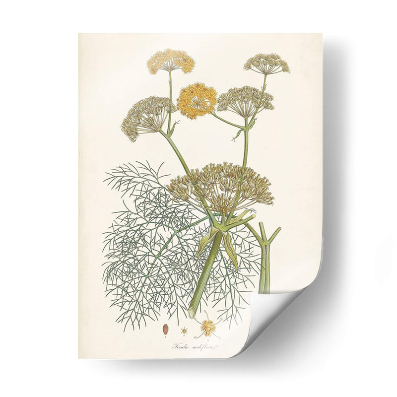 Azafrán Botanicals Ii | Cuadro decorativo de Canvas Lab