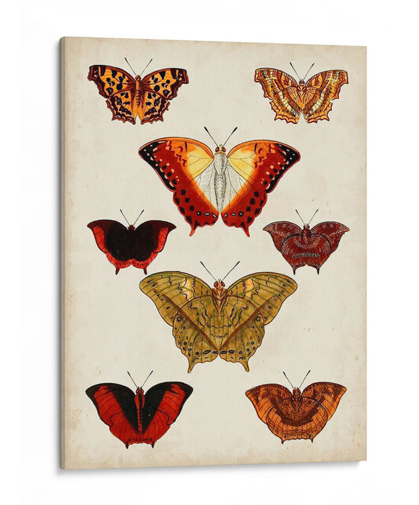 Mariposas Mostradas I - Vision Studio | Cuadro decorativo de Canvas Lab