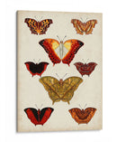 Mariposas Mostradas I - Vision Studio | Cuadro decorativo de Canvas Lab