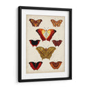 Mariposas Mostradas I - Vision Studio | Cuadro decorativo de Canvas Lab