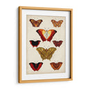 Mariposas Mostradas I - Vision Studio | Cuadro decorativo de Canvas Lab
