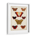 Mariposas Mostradas I - Vision Studio | Cuadro decorativo de Canvas Lab
