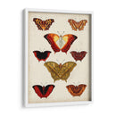 Mariposas Mostradas I - Vision Studio | Cuadro decorativo de Canvas Lab