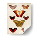 Mariposas Mostradas I - Vision Studio | Cuadro decorativo de Canvas Lab