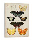 Las Mariposas Se Muestran Iii - Vision Studio | Cuadro decorativo de Canvas Lab