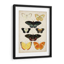 Las Mariposas Se Muestran Iii - Vision Studio | Cuadro decorativo de Canvas Lab
