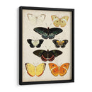 Las Mariposas Se Muestran Iii - Vision Studio | Cuadro decorativo de Canvas Lab