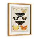 Las Mariposas Se Muestran Iii - Vision Studio | Cuadro decorativo de Canvas Lab