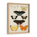 Las Mariposas Se Muestran Iii - Vision Studio | Cuadro decorativo de Canvas Lab