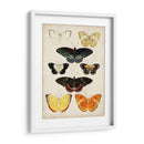 Las Mariposas Se Muestran Iii - Vision Studio | Cuadro decorativo de Canvas Lab
